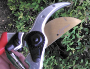 Garden Heart Shears