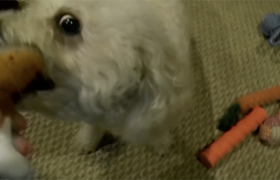 Weirdbeast Dog Toys