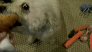 Weirdbeast Dog Toys