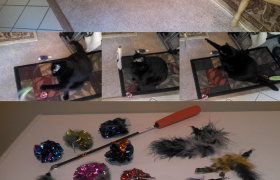 Cat Toys
